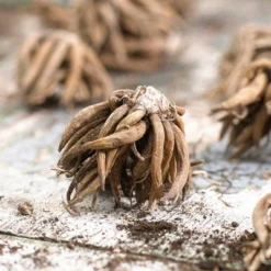 Van Zyverden 25ct Bulbs Butter Cups Ranunculus Double Blooming Mixed