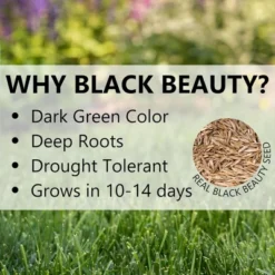 Jonathan Green Black Beauty Pacific Northwest Grass Seed Mixture -OUTSUNNY Sale Store GUEST f5286b89 035e 4ade 9eea 920de9f34d20 1