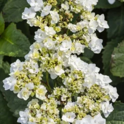 National Plant Network Live Outdoor 4" Wedding Gown Hydrangea Plants - 3ct 11 National Plant Network Live Outdoor 4" Wedding Gown Hydrangea Plants - 3ct -OUTSUNNY Sale Store GUEST f7aa6e9f 36a7 445d 84ca 0e39aa5dc6ce