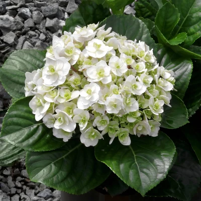National Plant Network Live Outdoor 4" Wedding Gown Hydrangea Plants - 3ct 1 National Plant Network Live Outdoor 4" Wedding Gown Hydrangea Plants - 3ct